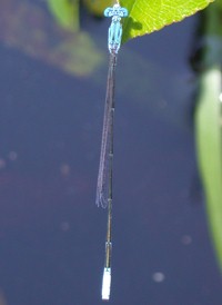 Attenuated Bluet
